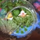 thumbnail image 3 of 50 Uds. Rana en miniatura, rana falsa, Mini decoración de rana, rana Artificial, decoración de micropaisaje, 3 of 5