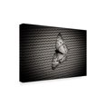 thumbnail image 2 of Trademark Fine Art 'Butterfly Contrast' Canvas Art by Chris Moyer, 2 of 3