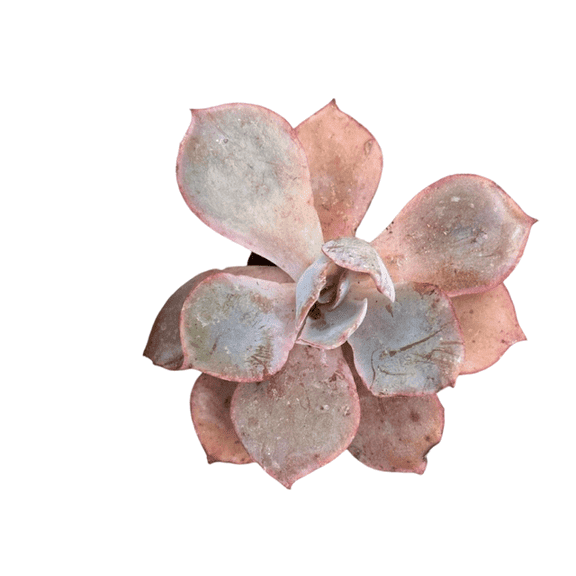 Echeveria Afterglow succulent rooted in 2 inch pot indoor or outdoor plant