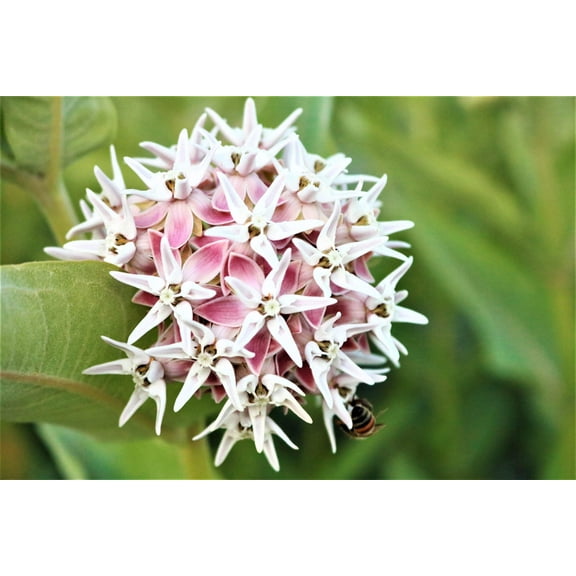50 SHOWY (Greek) MILKWEED Asclepias Speciosa Flower Seeds