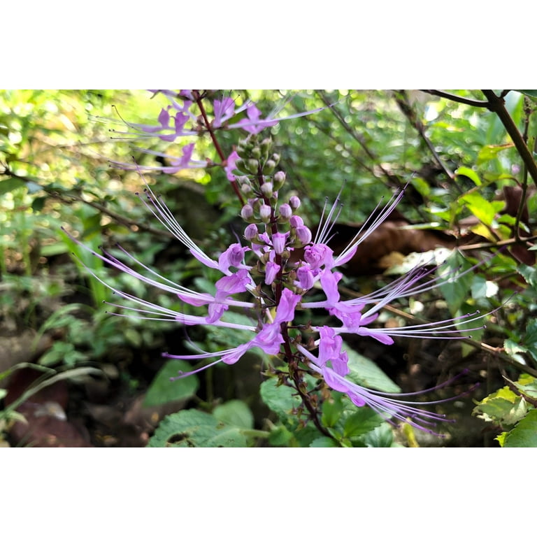 5 True Patchouli Shrub Fragrant Patchouly Pogostemon Cablin Herb Seeds