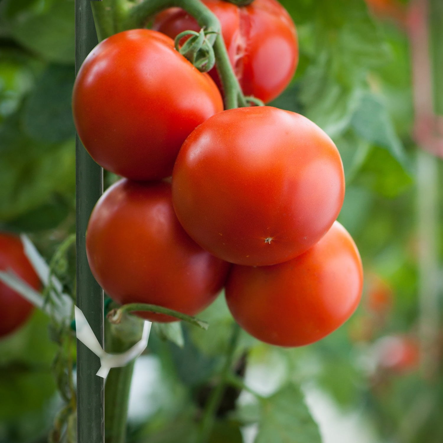 Panacea 6 ft. Heavy Duty Sturdy Metal Plant Stake