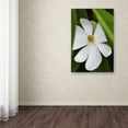 thumbnail image 3 of Trademark Fine Art "White Magnolia Flower" Canvas Art by Kurt Shaffer, 3 of 3