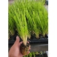 thumbnail image 4 of ( 1 ) - Pink Pampas Grass - Starter Plant ( 4m ) ( 1 live plant ), 4 of 4