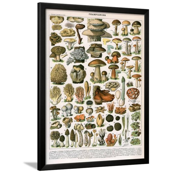 Decorative Print of Champignons by Demoulin, 1897, Framed Art Print Wall Art Sold by Art.Com