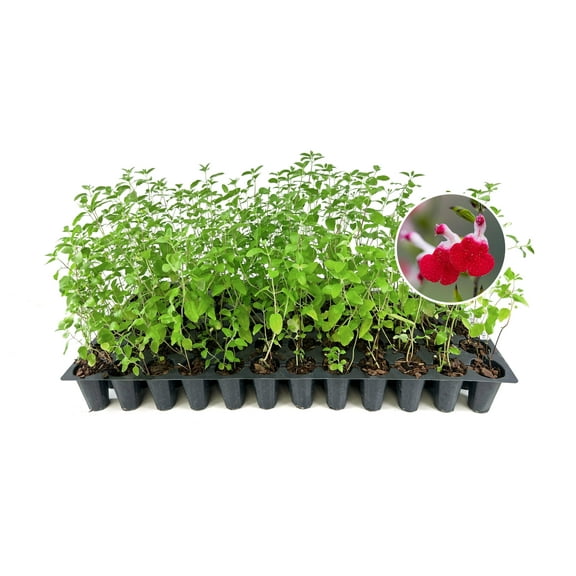 Salvia Hot Lips | 10 Live Plants | Salvia microphylla | Red and White Bi-Color Flowers | Hardy Perennial for Sunny Gardens