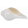 thumbnail image 1 of Sound Shankh pour Dieux Pooja, 10cm, Blanc par Indian Collectible, 1 of 1
