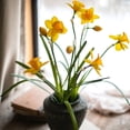 thumbnail image 7 of Artificial Silk Yellow Faux Daffodil Flower Stem 19" Tall, 7 of 7