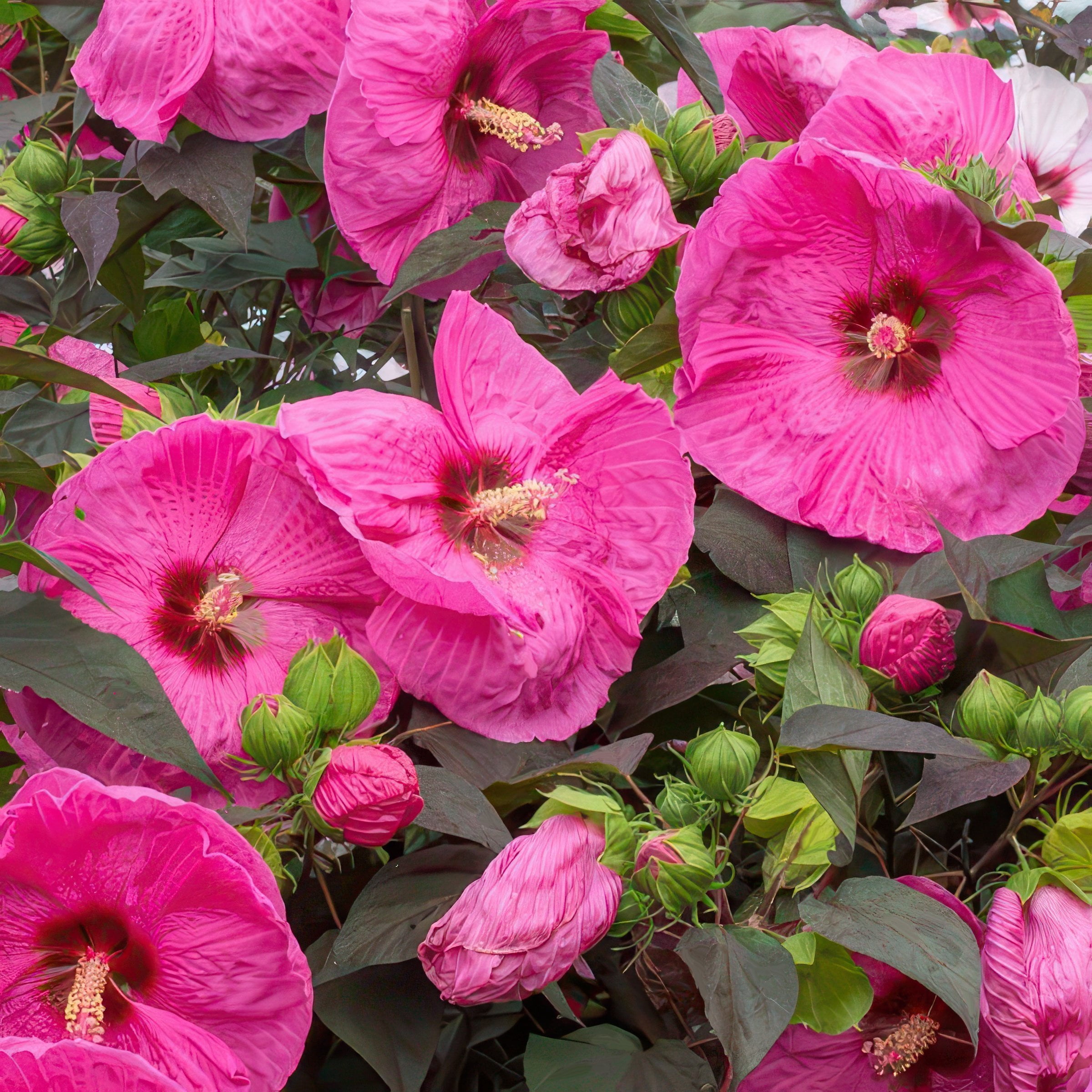 National Plant Network Bare Root Hibiscus Head Over Heels Passion