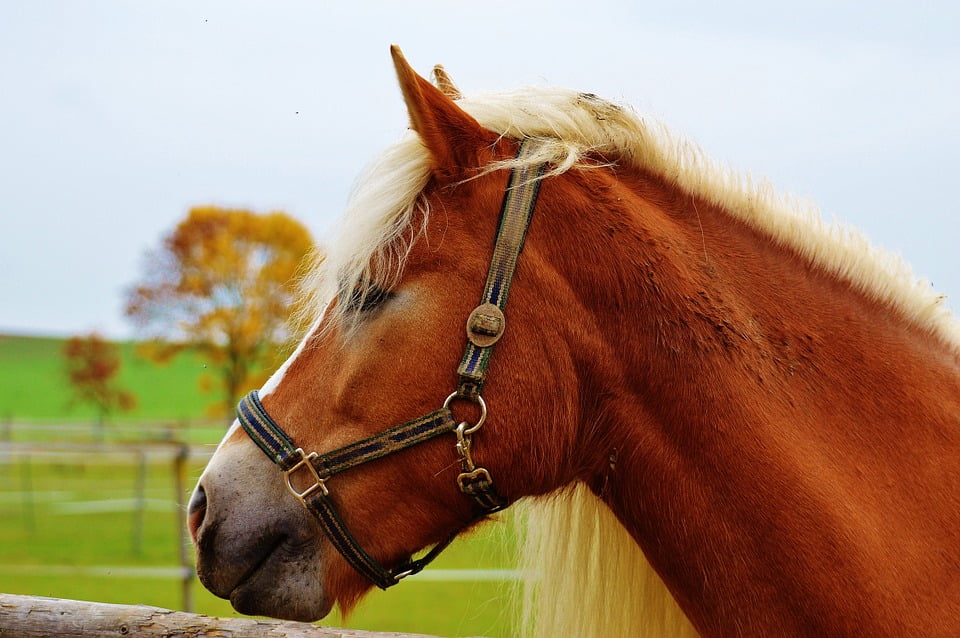 Brown Horse Coupling Animal Meadow Reiterhof Ride12 Inch By 18 Inch