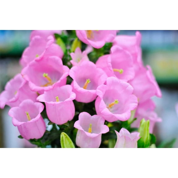 Seedville 15 Campanula Medium Plant Seed, Uniform Plants