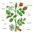 thumbnail image 2 of Kit Jabon Potasico + Neem Con Atomizador, 2 of 2