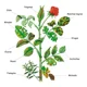 thumbnail image 2 of Kit Jabon Potasico + Neem Con Atomizador, 2 of 2