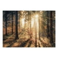 thumbnail image 2 of Tiptophomedecor Peel and Stick Forest Wallpaper Wall Mural - Trees In Morning Sun - Removable Wall Decals, 2 of 3