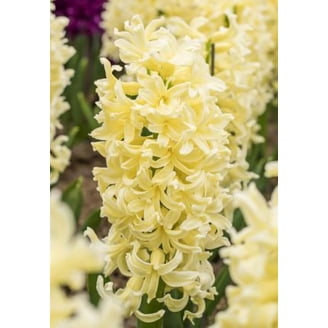 Van Zyverden Tall Phlox Paniculata Orange Perfection Set of 5