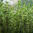 thumbnail image 3 of Set 2 Thyme Plants Live, Fragrant Thyme Herb, 5-7 Inches Tall, Compact Herb for Indoor Outdoor Growing, 3 of 6