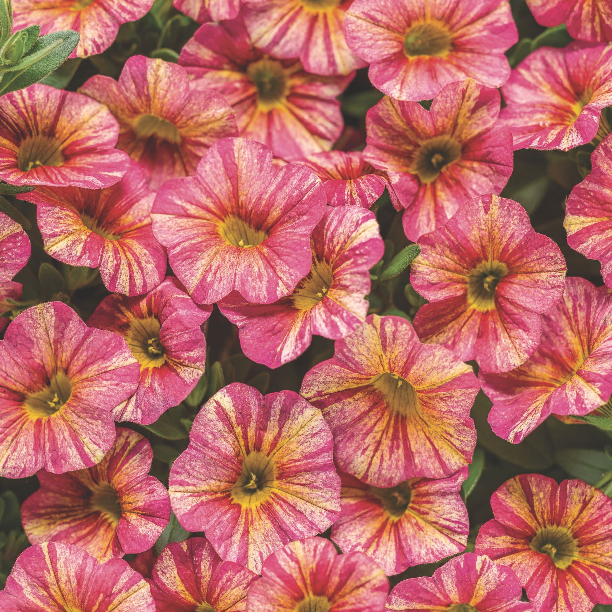 Proven Winners 4" Multicolor Superbells Tropical Sunrise Calibrachoa Live Plant in 4.25" Pot (4 Count)