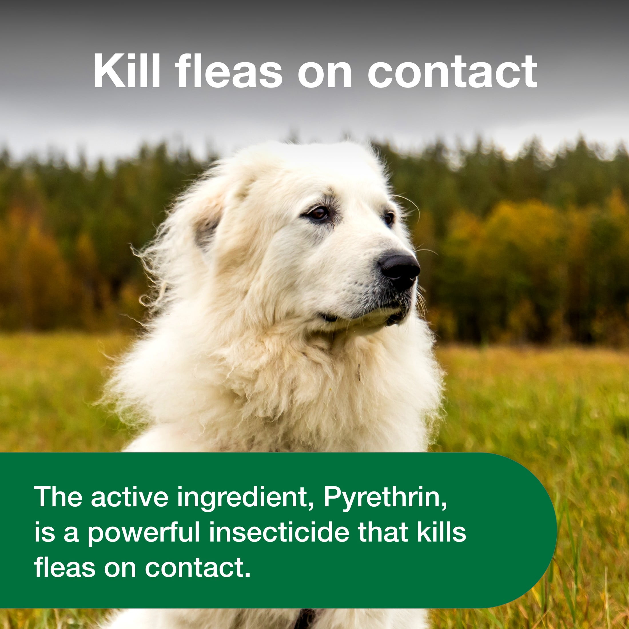 Advantage treatment spray for cheap dogs