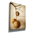 thumbnail image 2 of Epic Graffiti 'Oak Pods 1' by Jessica Rogers, Canvas Wall Art, 18"x26", 2 of 2