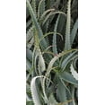 thumbnail image 2 of Perry, Rachel 11x18 White Modern Wood Framed Museum Art Print Titled - Prickly Cactus, 2 of 4