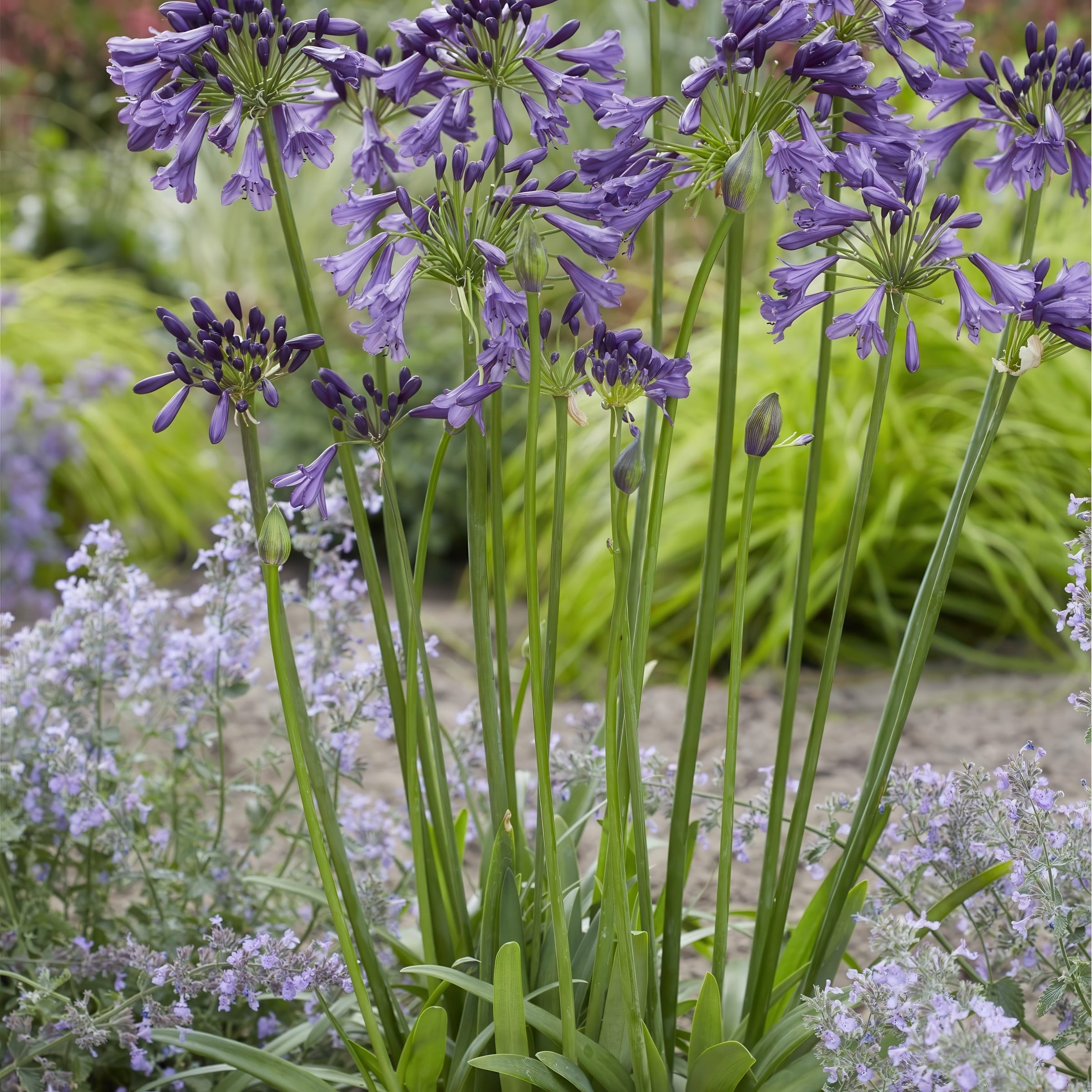 National Plant Network 1 gal. Agapanthus Ever Amethyst Live Perennial Plant