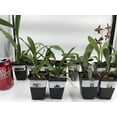 thumbnail image 3 of 5 Live Orchid Plants (Cattleya, Oncidium, Dendrobium, Vanda, and Phalaenopsis ), 3 of 7
