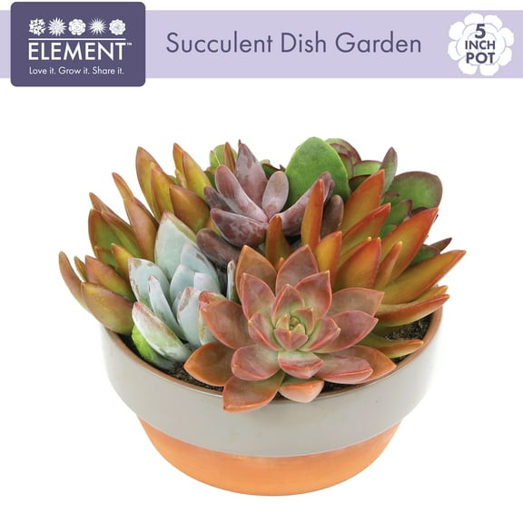 Element Live Succulent Garden in 5 in. Clay Pot with Accent Rim, Easy Plant Gift, Full Sun