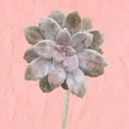 thumbnail image 2 of Kimberly, Allen 20x20 Black Ornate Wood Framed with Double Matting Museum Art Print Titled - Succulent Pink, 2 of 4