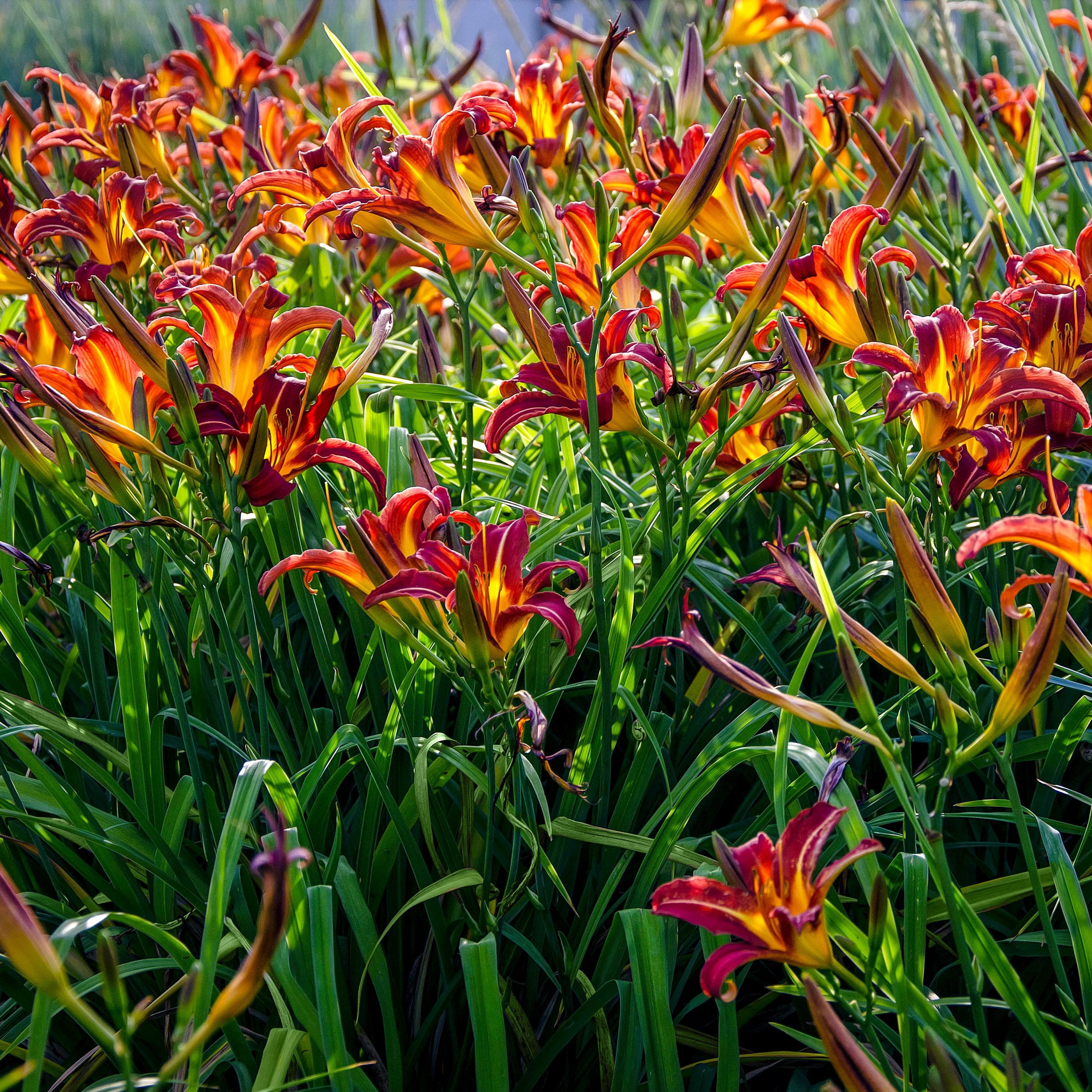 National Plant Network Bare Root Daylily Autumn Red (5-Pack)
