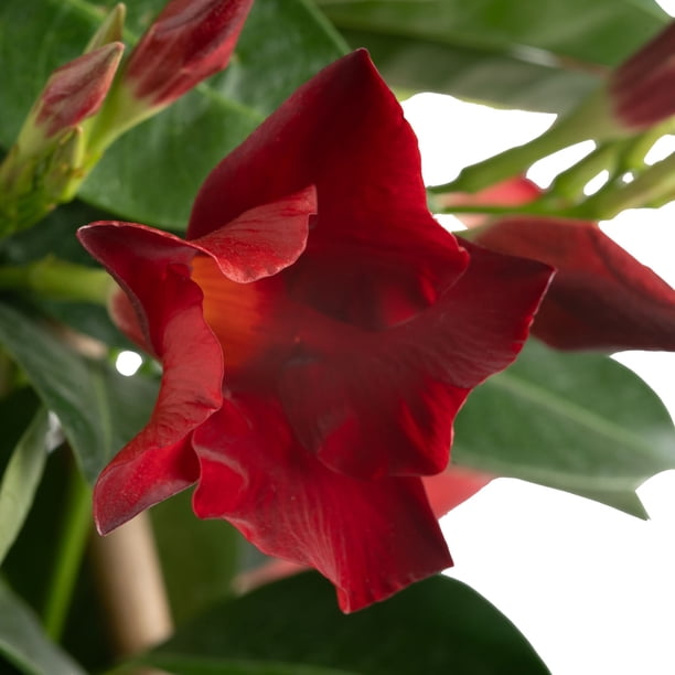 Island Blooms Live Indoor Mandevilla Plant in 10 inch Growers Pot  20In  Tall - Full Sun