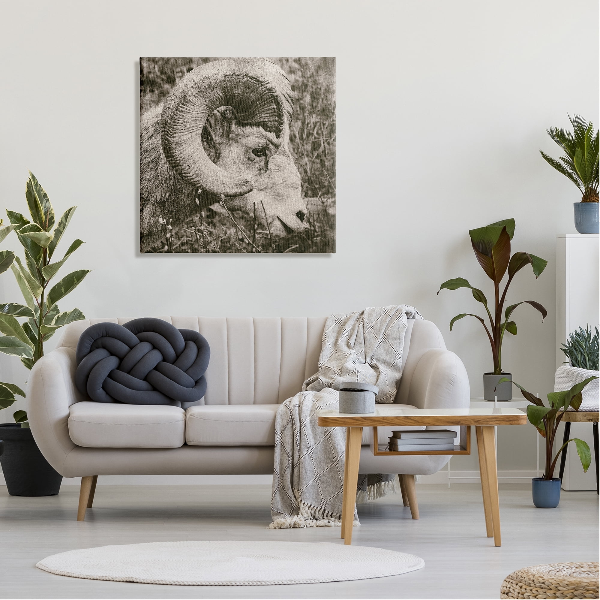 Stupell Industries Ram Horn Portrait Animals & Insects Photography Gallery Wrapped Canvas Print Wall Art, 30 x 30