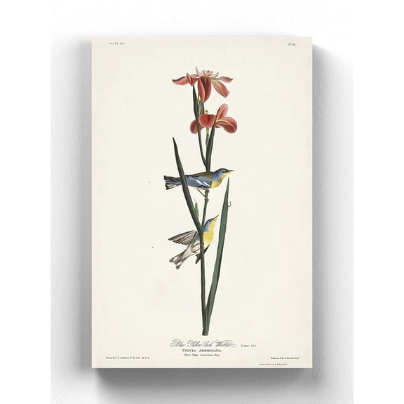 Blue Yellow-back Warbler Wrapped Canvas -John James Audubon Designs,