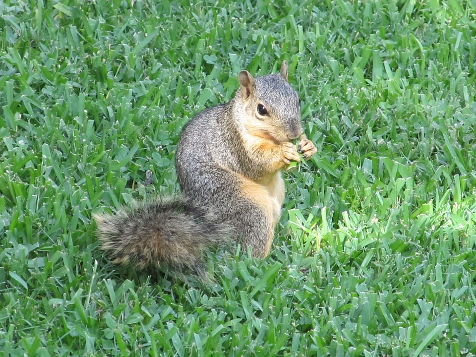 Grass Common Squirrel Eating Turning Squirrel12 Inch BY 18 Inch