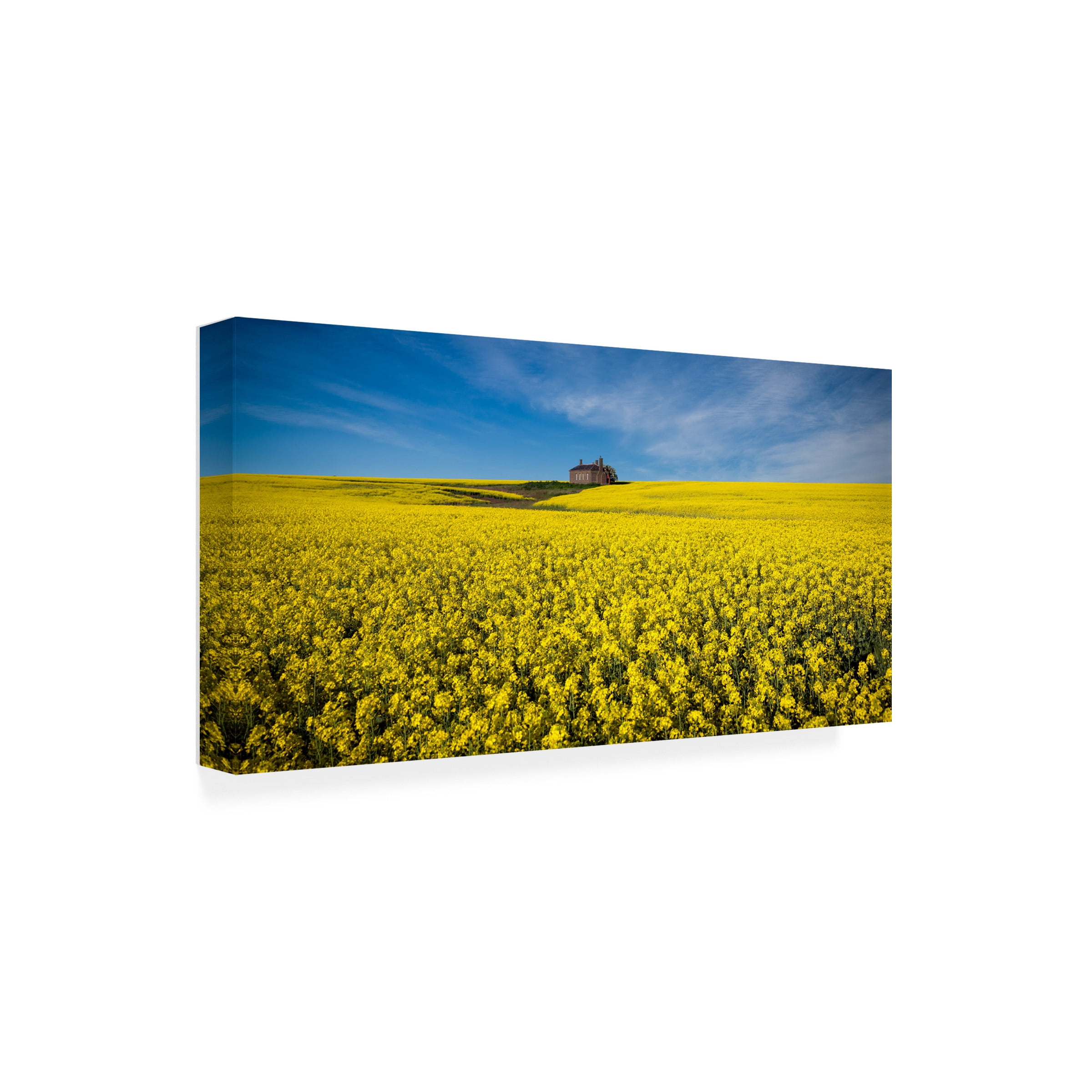 Peter Elgar 'The Canola Field' Canvas Art