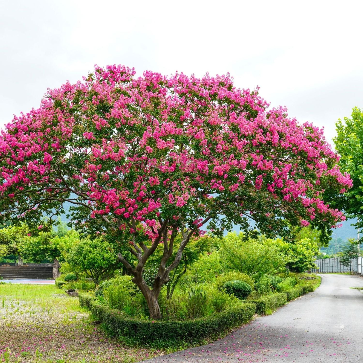 Expert Gardener Tuscarora Crape Myrtle Live Tree, 1-1.5 ft Tall, 1-Gallon Grower Pot