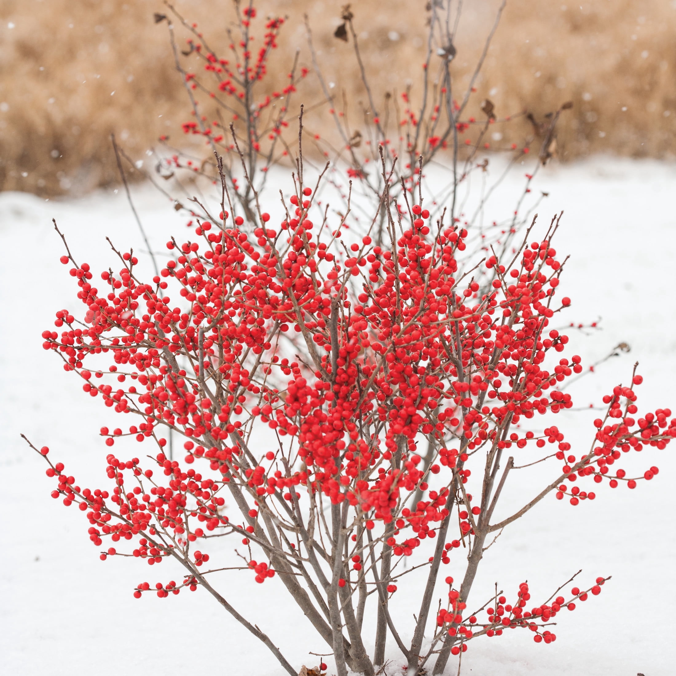 Proven Winners ColorChoice 5" Berry Poppins Winterberry Live Plant in 4.5" Pot (4 Count)