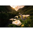 thumbnail image 3 of Macua, Gerald 14x11 Black Modern Framed Museum Art Print Titled - Calla Lily World, 3 of 5