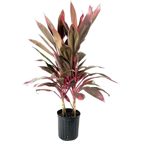 Cordyline Red Sister Hawaiian Ti Plant - Live Plant in an 10 Inch Growers Pot - Cordyline Fruticosa 'Red Sister' - Beautiful Indoor Outdoor Air Purifying Houseplant