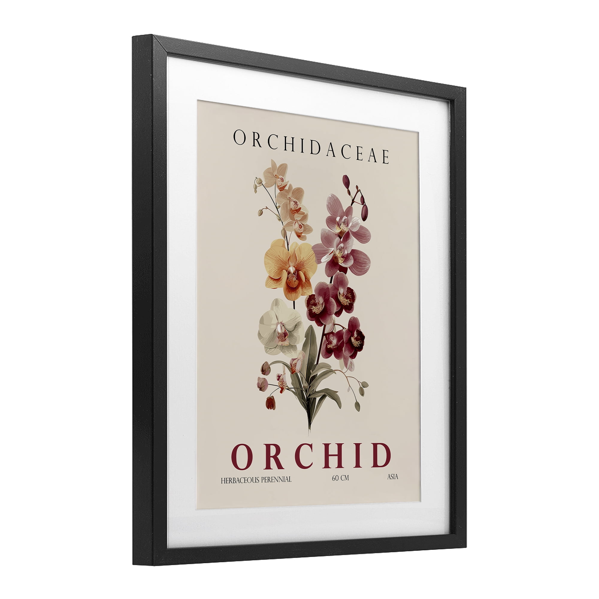 Stupell Industries Natural Orchid Bundle Black Framed Print Under Glass, design by Christopher Giampietro