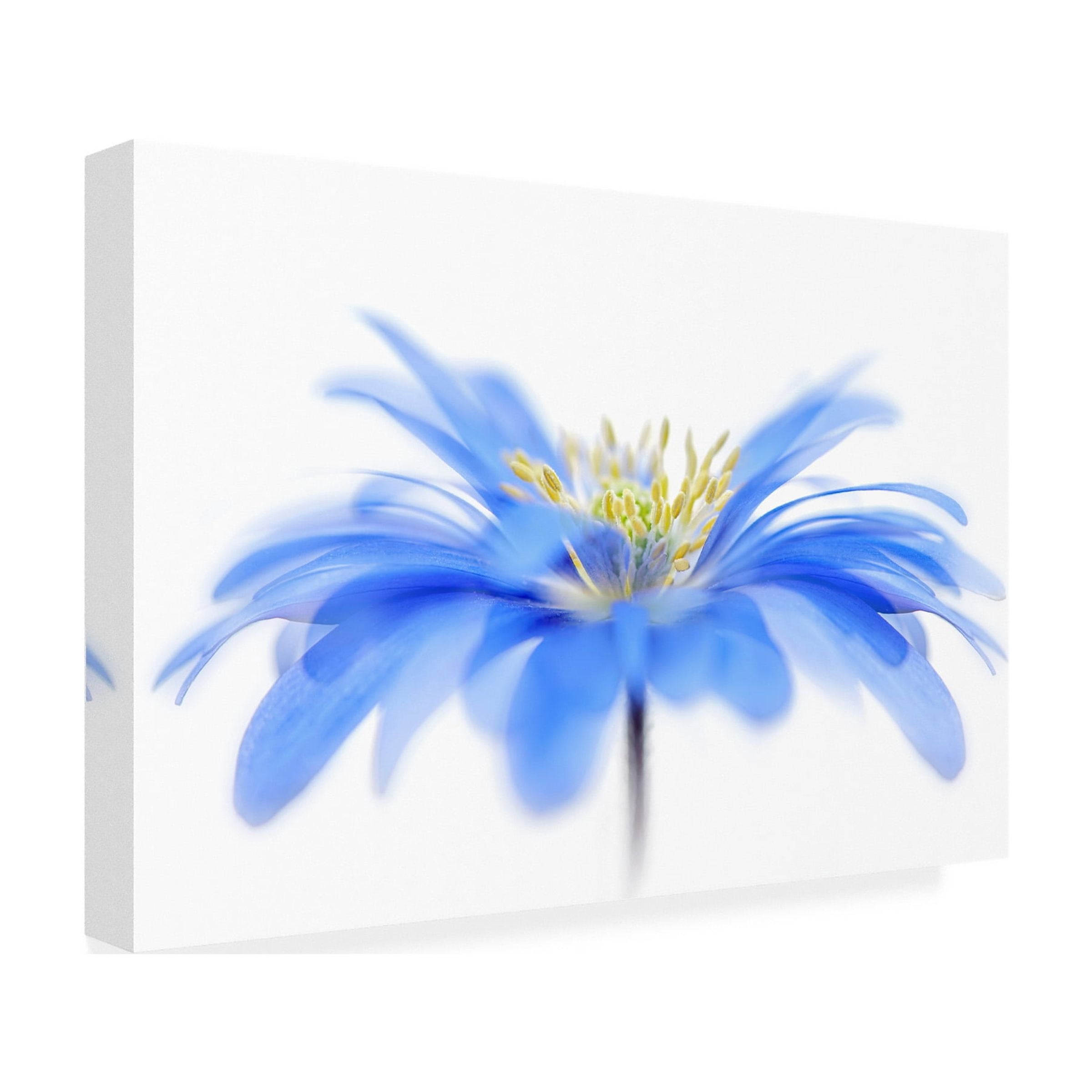 Jacky Parker 'Floral Fountain' Canvas Art
