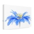 thumbnail image 4 of Jacky Parker 'Floral Fountain' Canvas Art, 4 of 4