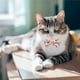 thumbnail image 5 of Collar de gato Greeniant con pajarita y campana ajustable para gatito cachorro Numero 5, 5 of 6