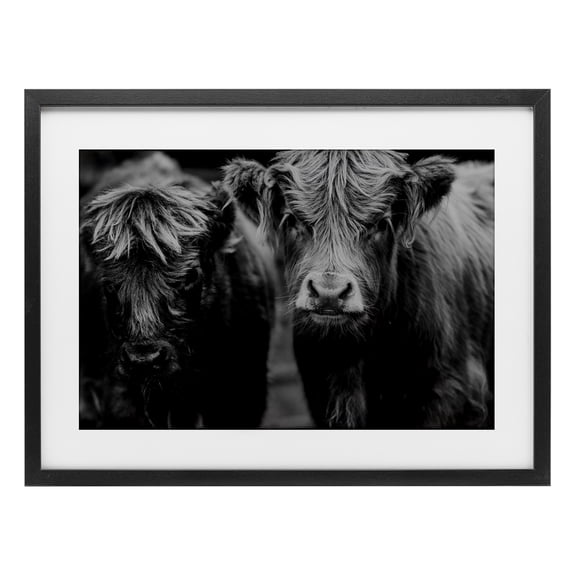 Cow Faces on Farm Black Framed Print Under Glass, design by Amy Carroll