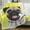 12, variant on Black Pug Blanket Blankets & Throws Cute Dog Print Super Soft Cozy Fleece Plush Blanket for Boys Girls Women Bedroom Sofa Office Couch (Throw 50"x60")