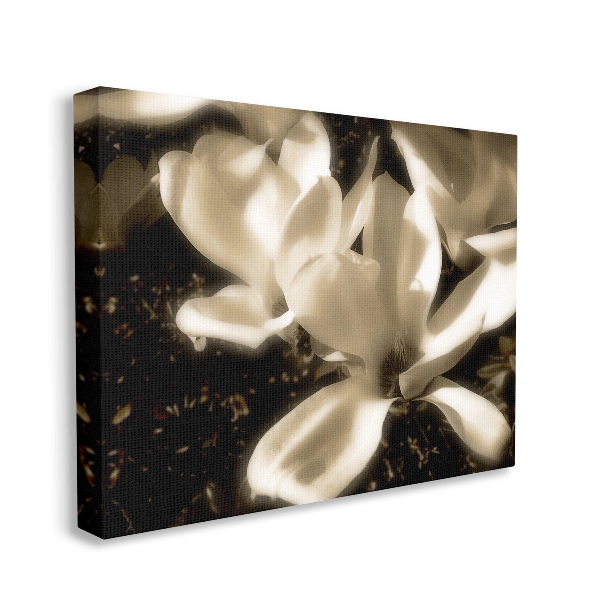 Stupell Industries Plant Petals in Nature Botanical & Floral Photography Gallery Wrapped Canvas Art Print Wall Art, 20 x 16