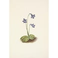 thumbnail image 3 of Mary Vaux Walcott 18x24 Black Modern Framed Museum Art Print Titled - Northern Butterwort. Pinguicula Vulgaris (1925), 3 of 5