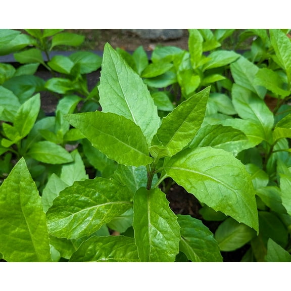 Set 2 Longevity Spinach Plants 4-7" Tall for Planting - Gynura Procumbens - Tropical Perennial Herb