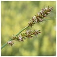 thumbnail image 1 of Everwilde Farms - 1 lb Long Awned Bracted Sedge Native Grass Seeds - Gold Vault Bulk Seed Packet, 1 of 2