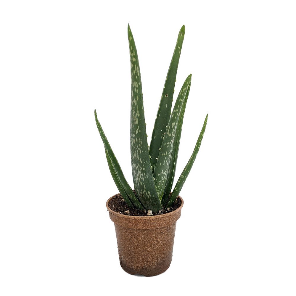 Organic Aloe Vera Plant Medicine Plant Burn Plant 4