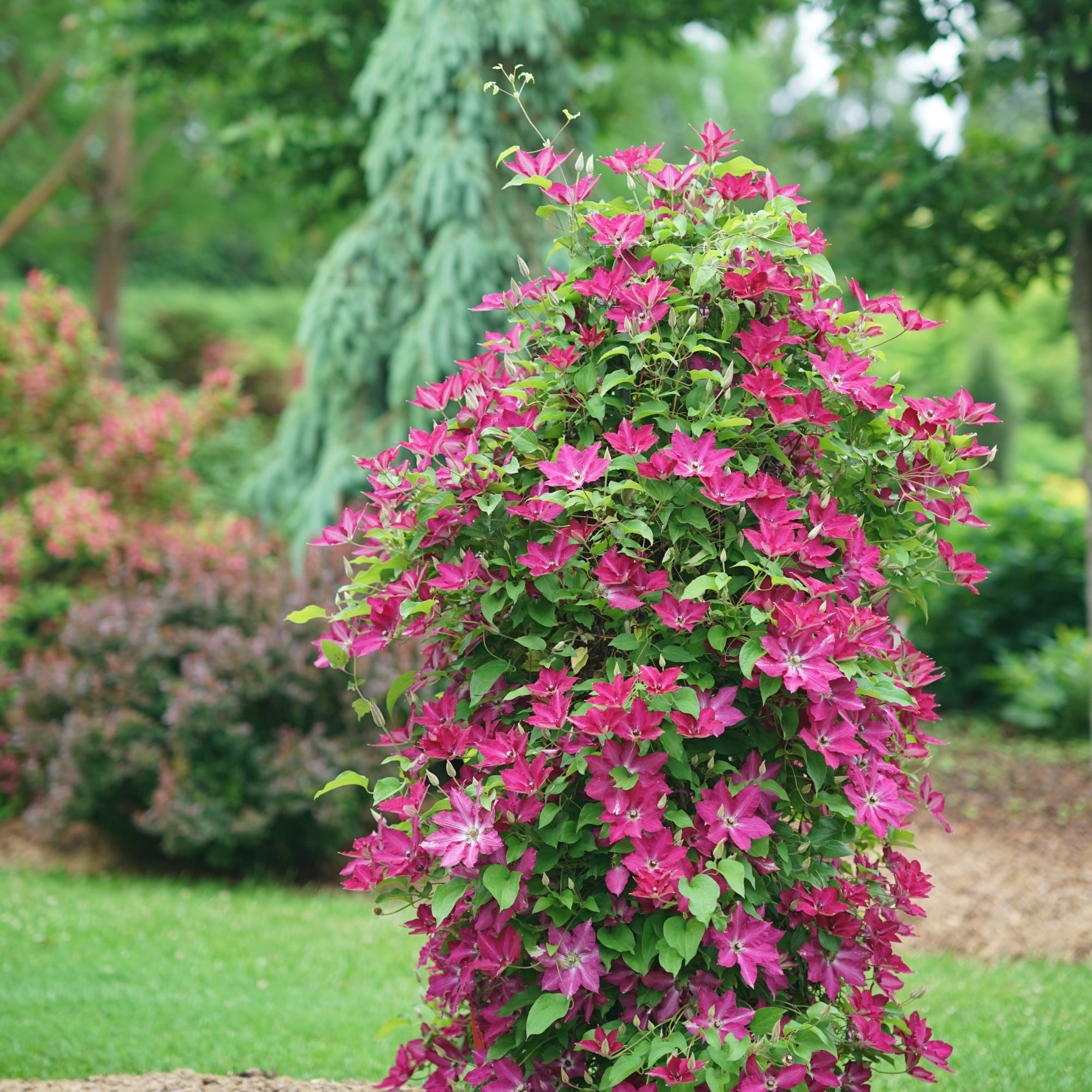 Proven Winners ColorChoice 5" Red 'Viva Polonia' Clematis Live Plant in 4.5" Pot (4 Count)